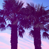 Two palm trees next to a house in Bath, with a colourful sunset