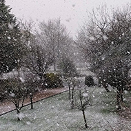 snow falling over a front garden in mid-November.