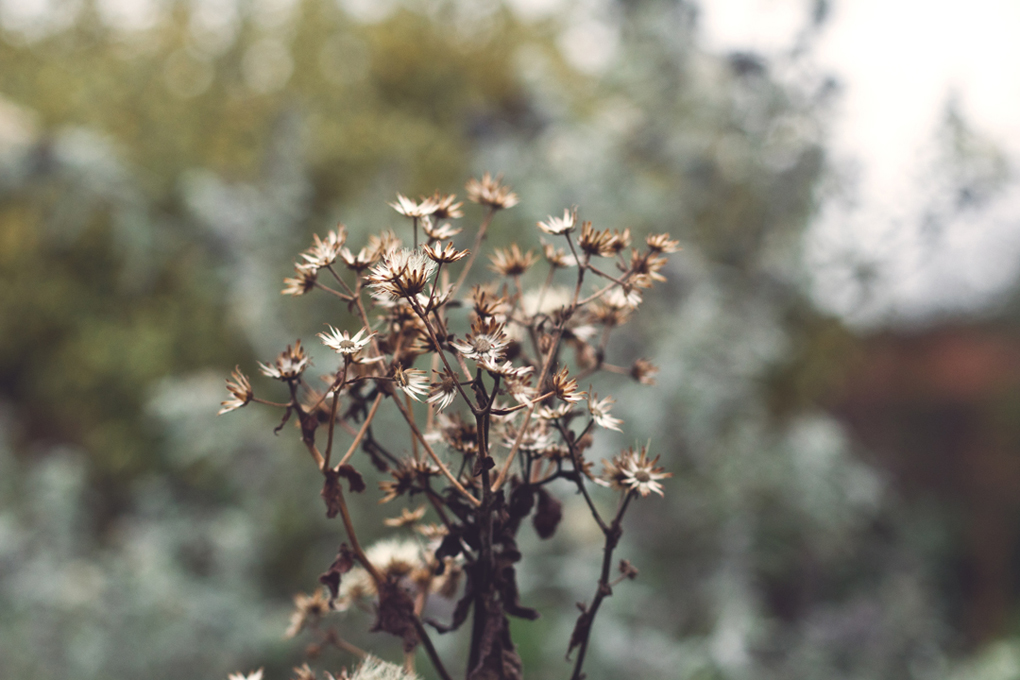 A bronze coloured, weathered flower against a background of wintry colours.