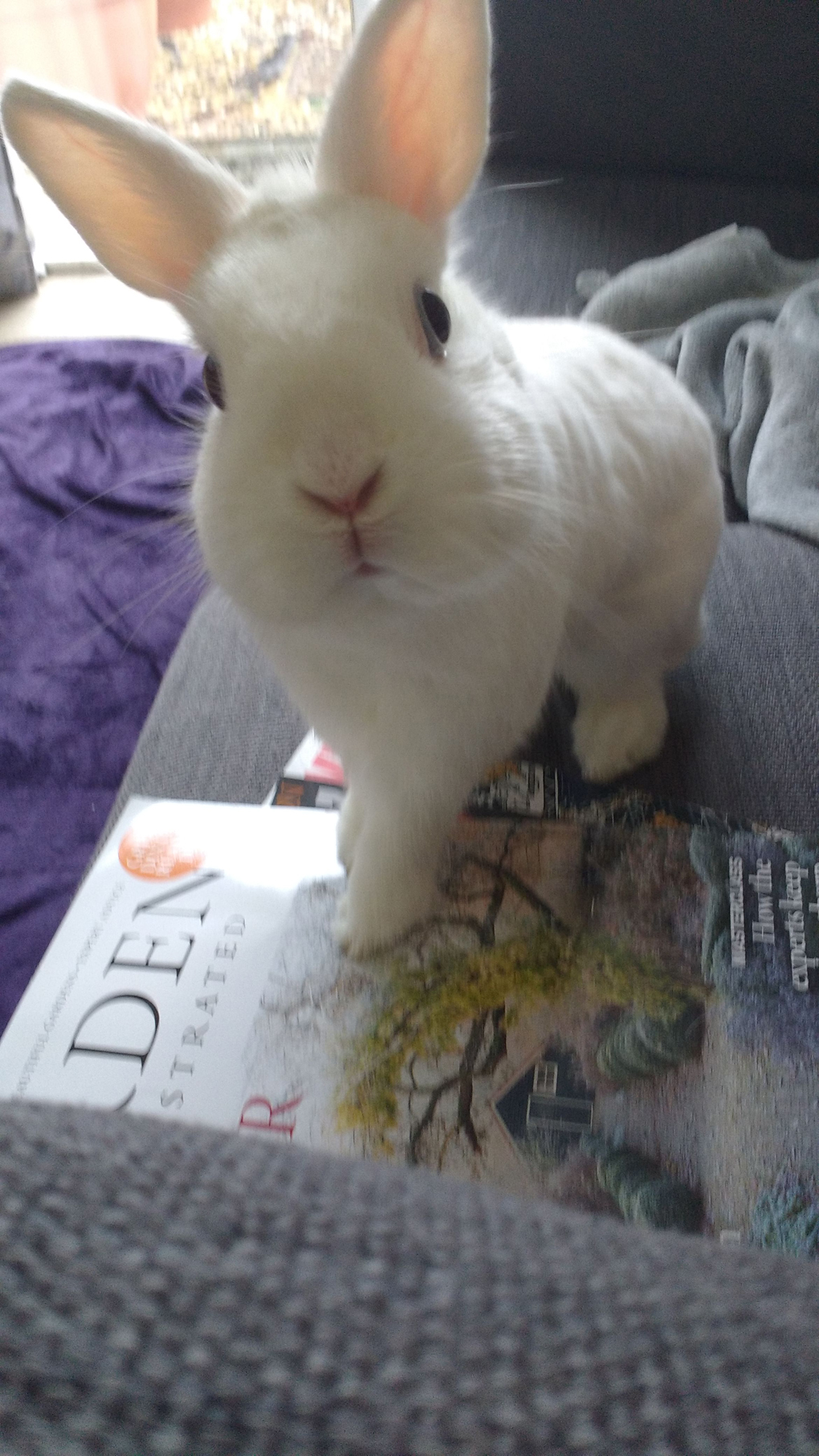 A white rabbit peering at the camera