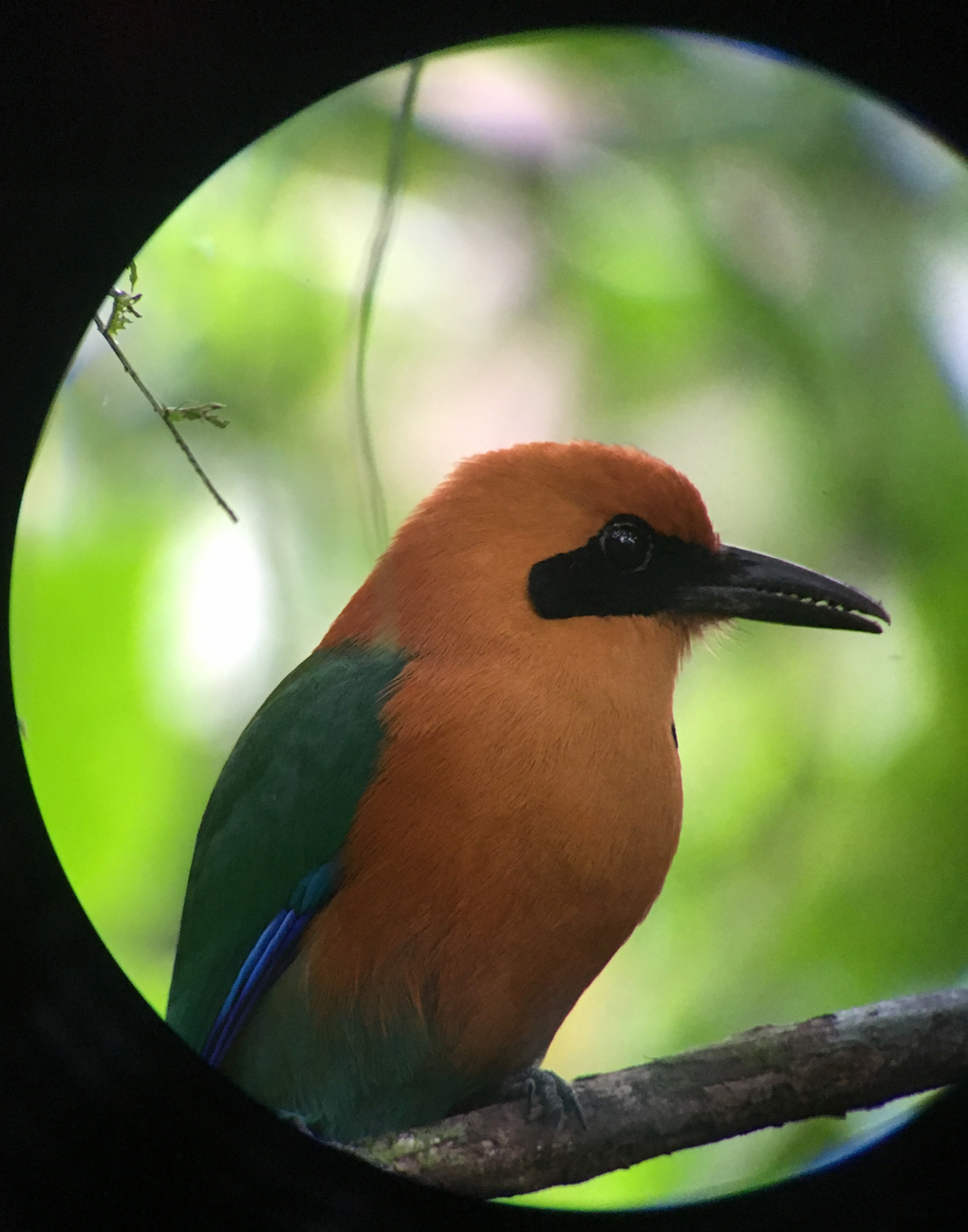 Costa Rican Broad-Billed Motmot