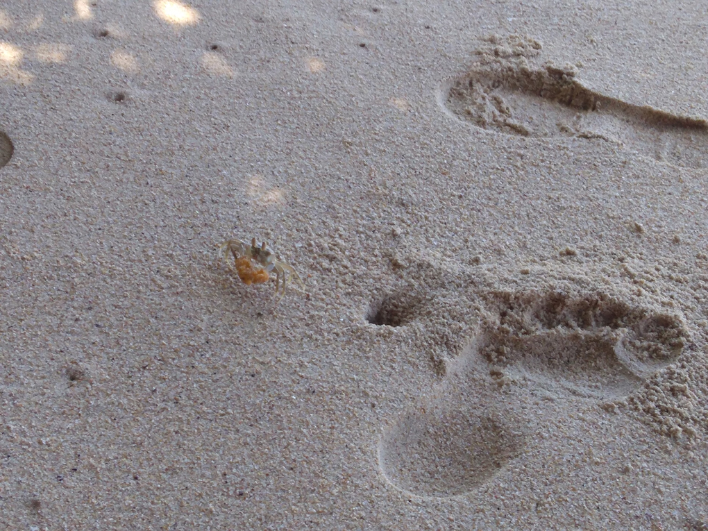 Crab on a beach carrying orange peel next to footprint in sand