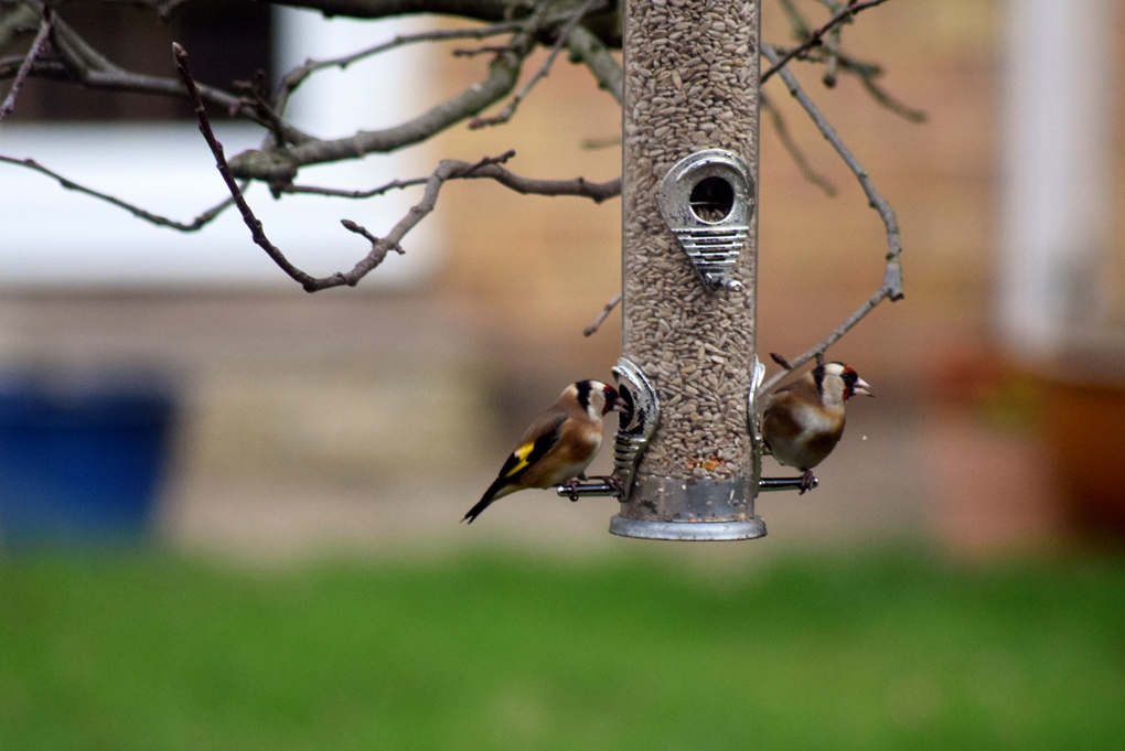 Two goldfinches in our apple tree chowing down on some tasty seeds.