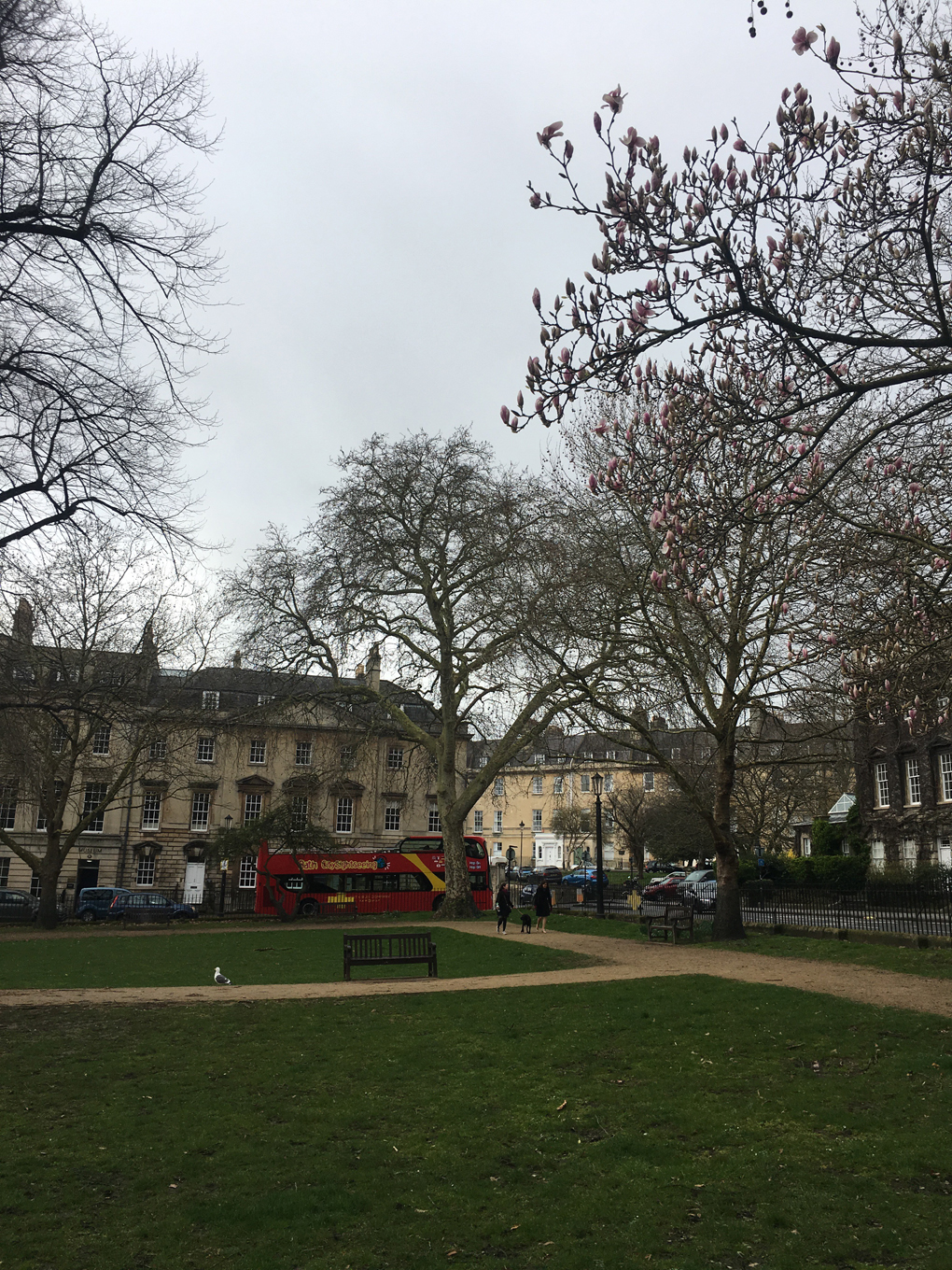 A seagull walks underneath a tree showing early pink blossoms in Bath.