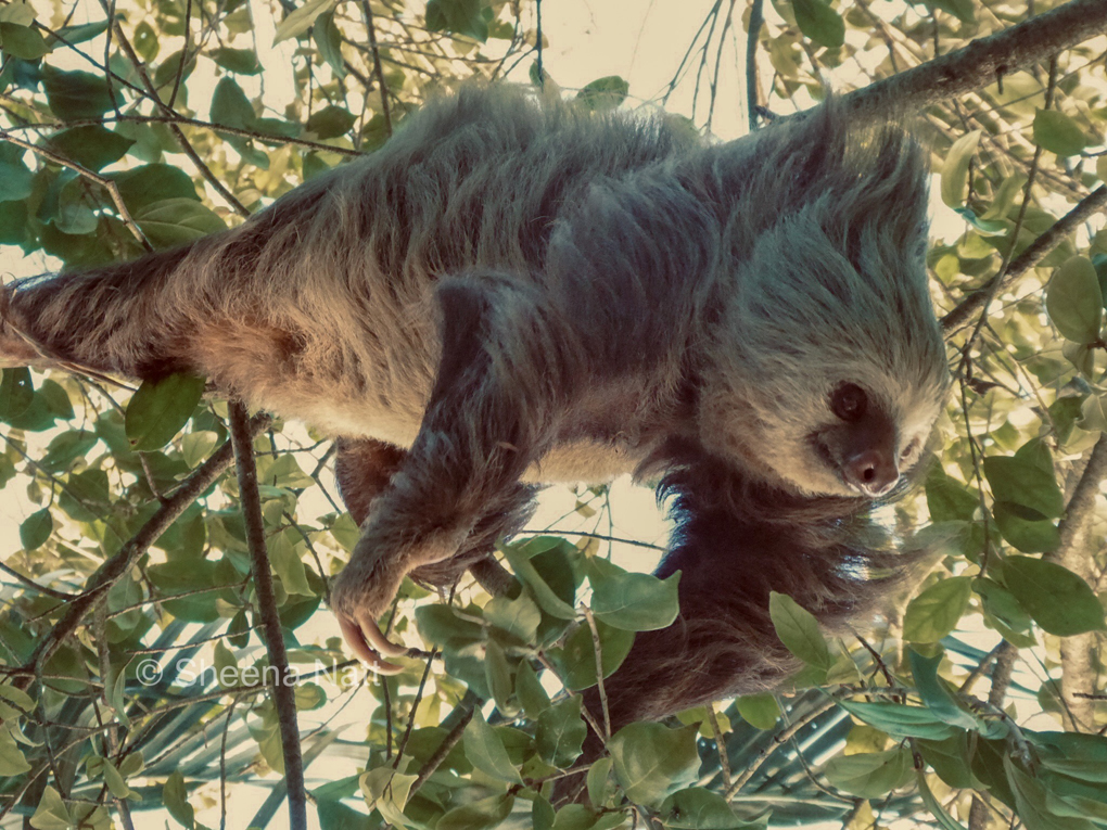Costa Rican Two-Toed Sloth