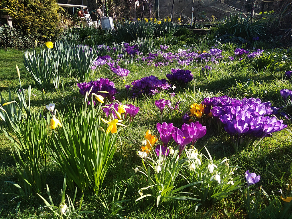This picture shows a patch of lawn covered in Snowdrops, crocuses and daffodils