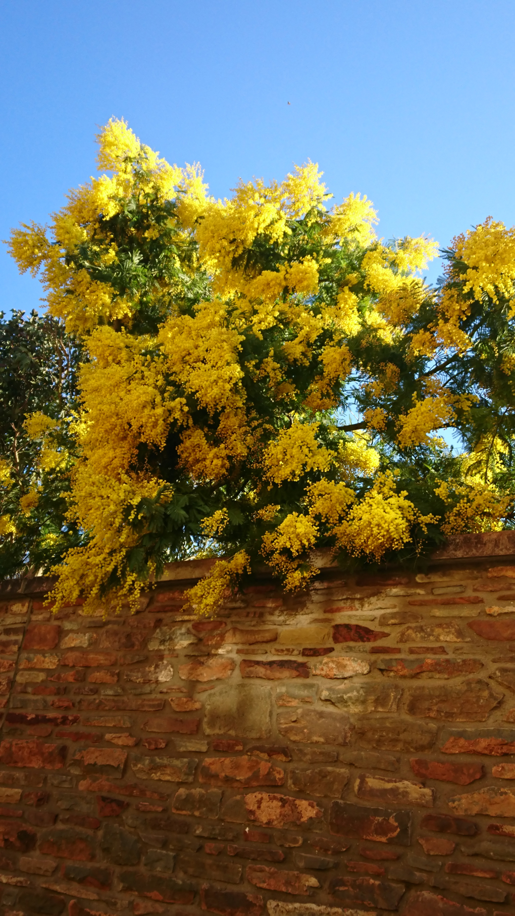 I encountered a Mimosa tree hanging over a pretty new garden . It created a huge splash of gold over the orangey wall on a nice sunny day. Food for the soul!