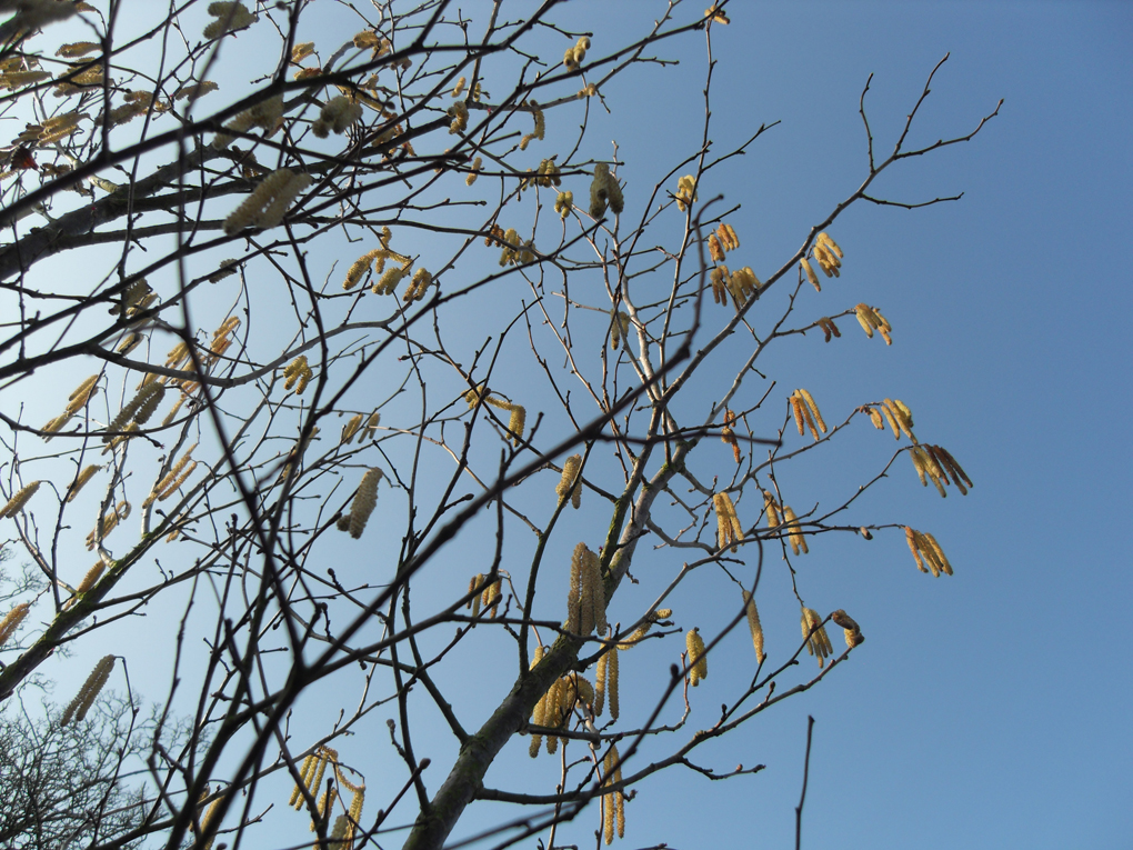 Hazel catkins hanging against a blue sky