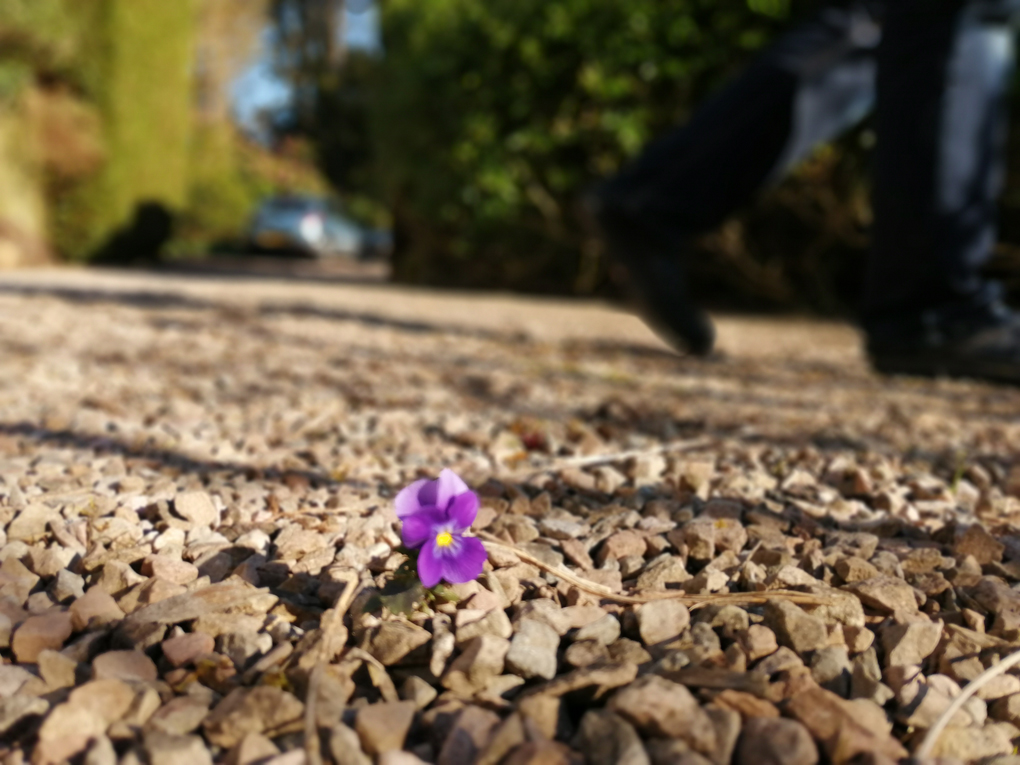 A tiny delicate purple pansy growing through the gravel with blurred greenery in the background and my father's slippered feet.