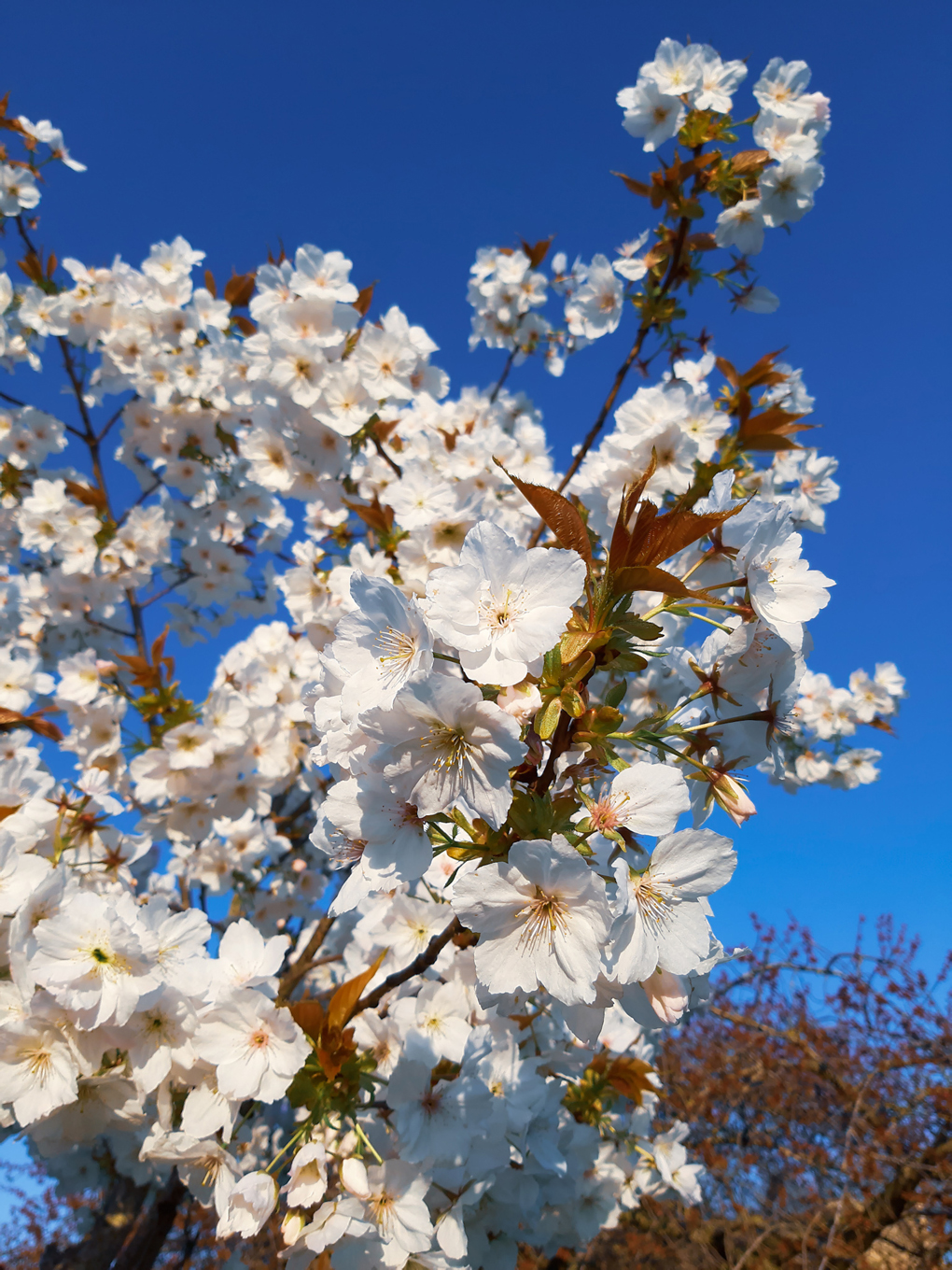 Clusters of white flowers against a clear blue sky