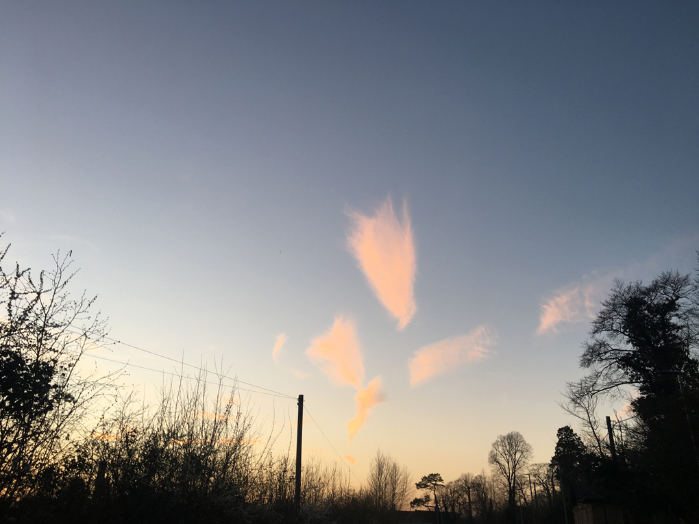 Clouds shaped like shodo strokes or impressionist flowers skating across a pink tinged evening sky