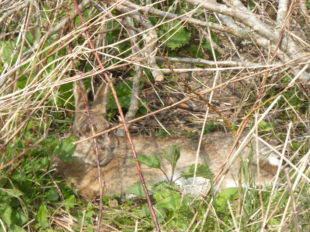 Rabbit hidden by brambles