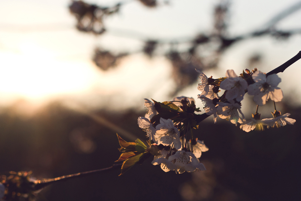 Blossom glazed by warm evening light.