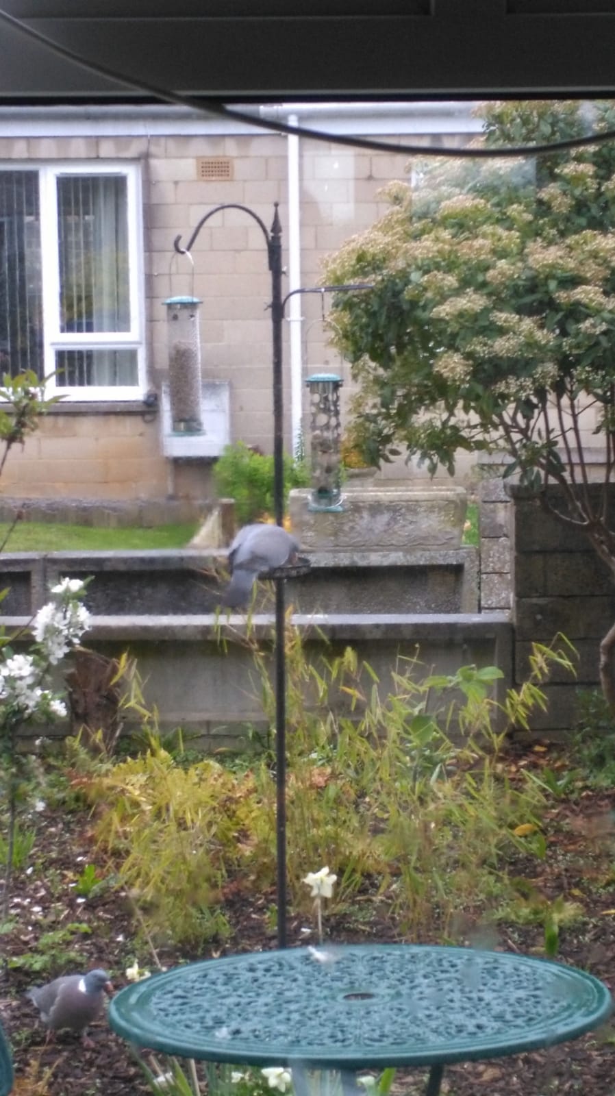A pigeon perches carefully on a bird feeder