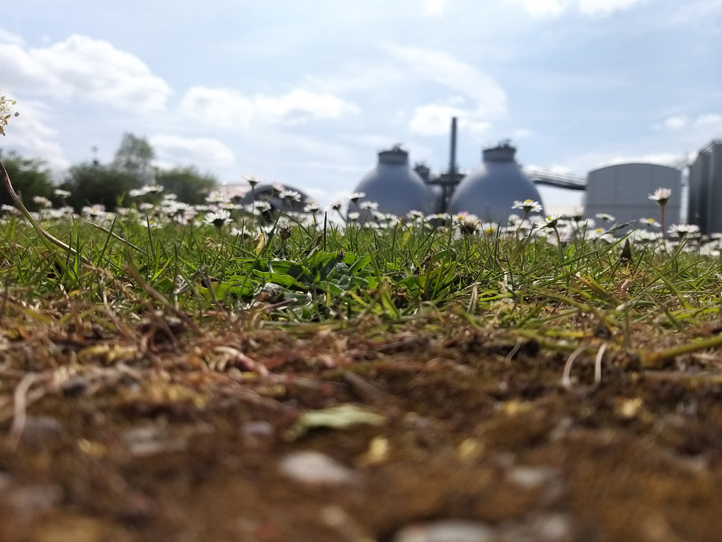 Silver colour digesters nestled amongst daisies