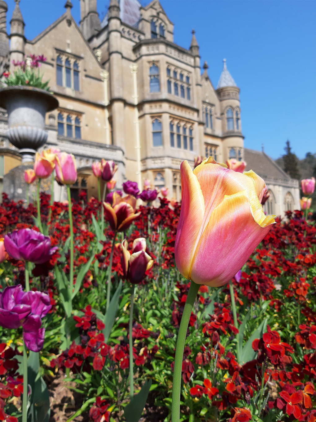Brightly coloured flowers in front of a stately home