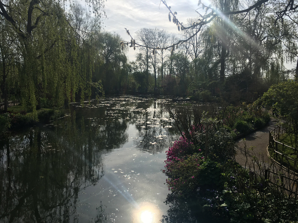 The pond in Monet’s lily garden, surrounded by blooming greenery, with the sun reflecting off the water