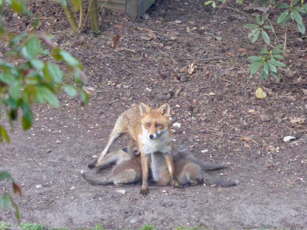 Fox Cubs Feeding