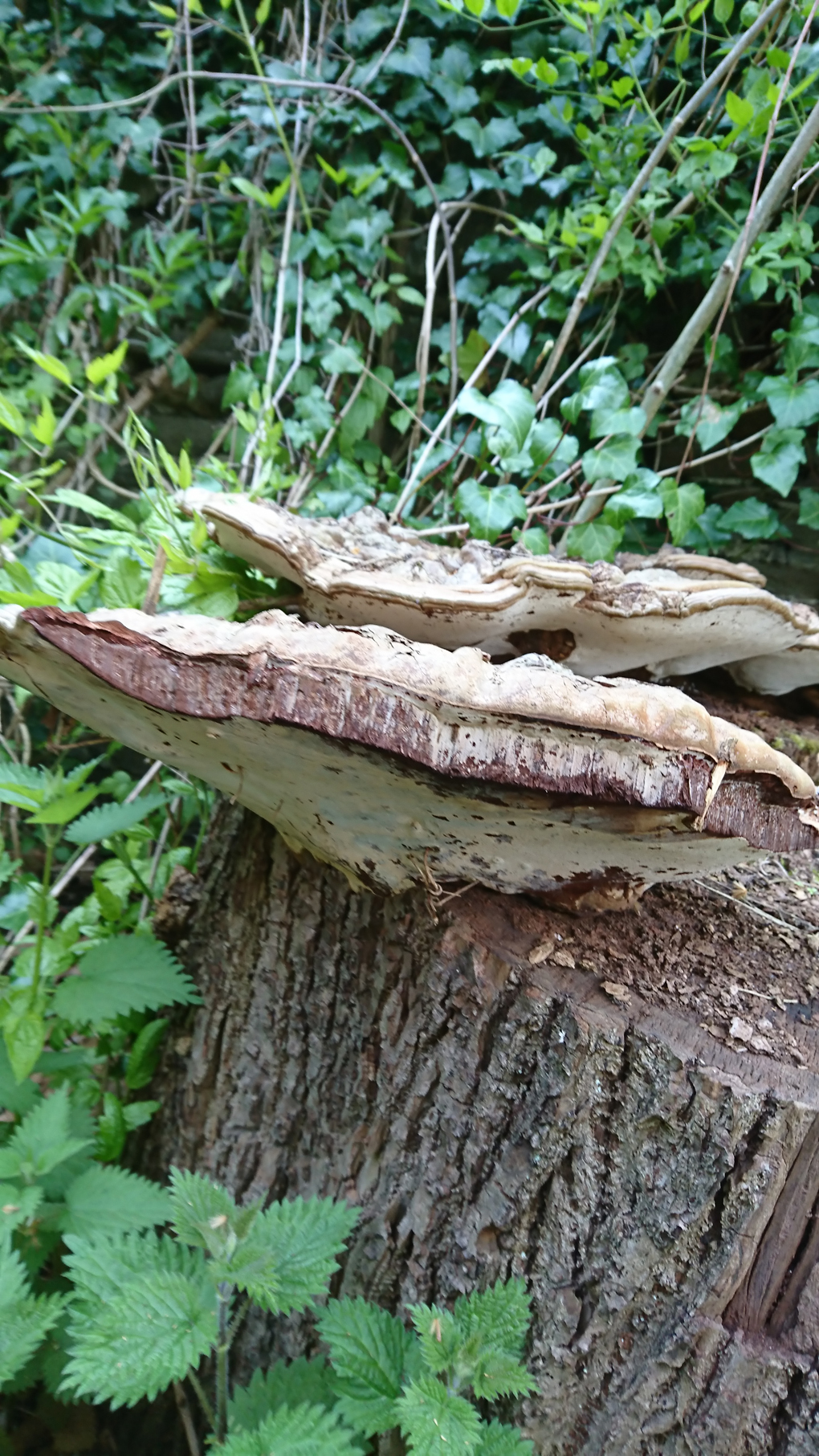 A great find - two giant Polypore fungi growing on an old tree stump in a Bristol Sensory Garden near St. Mary Redcliffe church. They measured 37 cms long x 20 cms deep. Humongous!!!