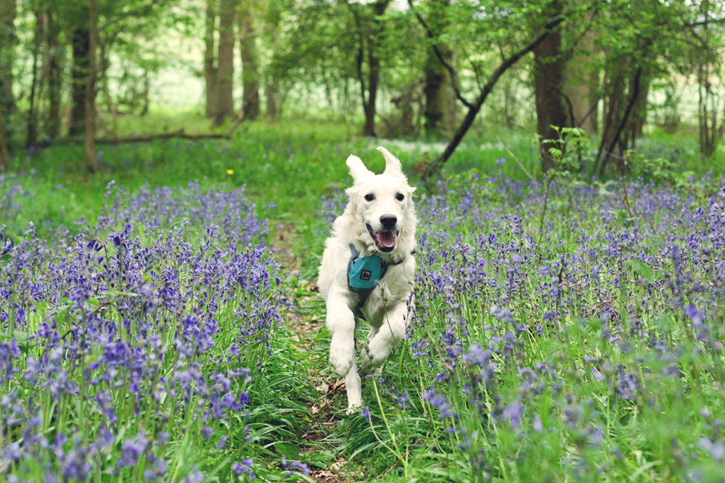 Leo is a golden retriever puppy running gleefully through a path shrouded with bluebells.