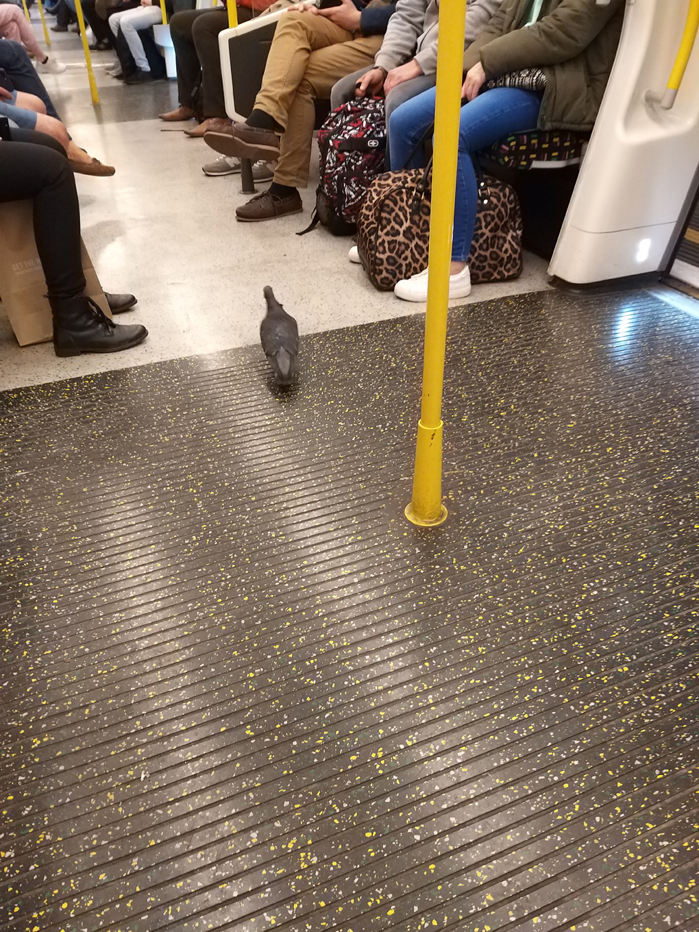 Pigeon in the underground train