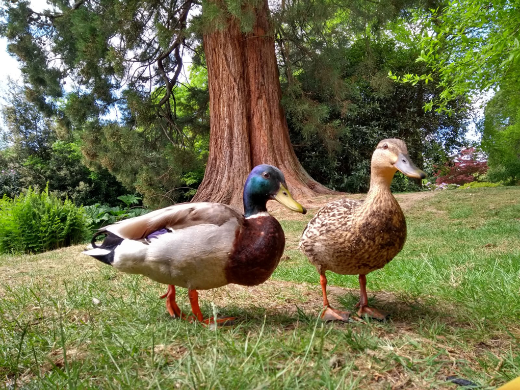 close up of two ducks