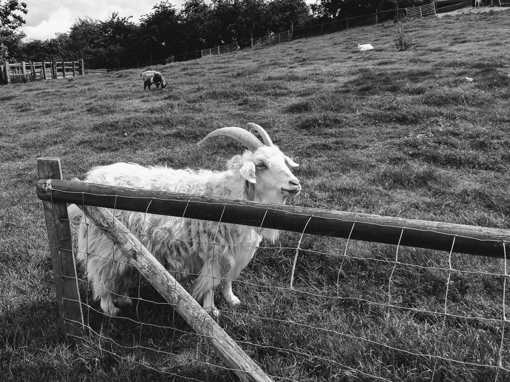 A photo of a goat waiting to be fed