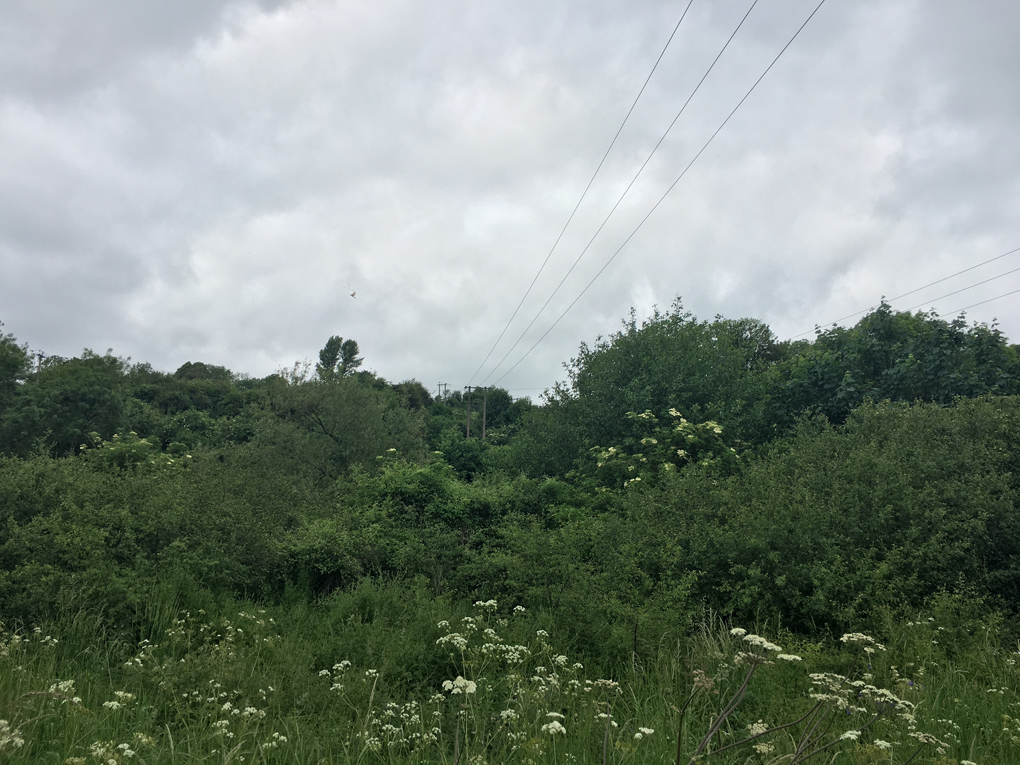 Powerlines threading over green fields and up a forested hill.