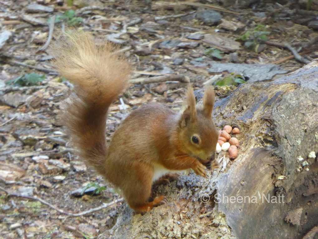 Red squirrel, with nuts, in woodland