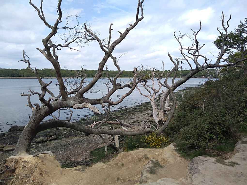 This picture shows a few dead trees along the shore in Chichester harbour