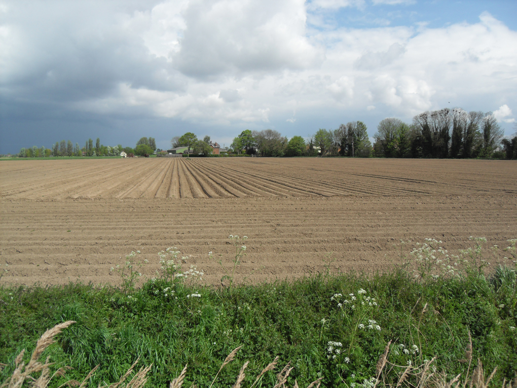 a newly planted field of potatoes