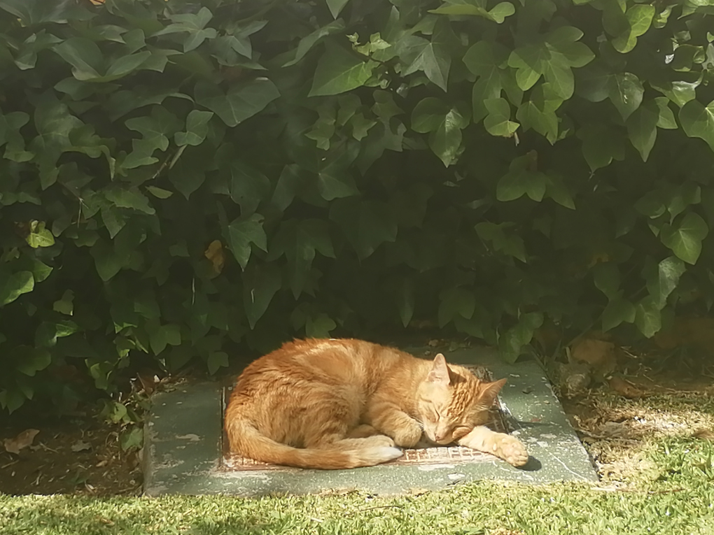 A ginger cat fast asleep in the sun.