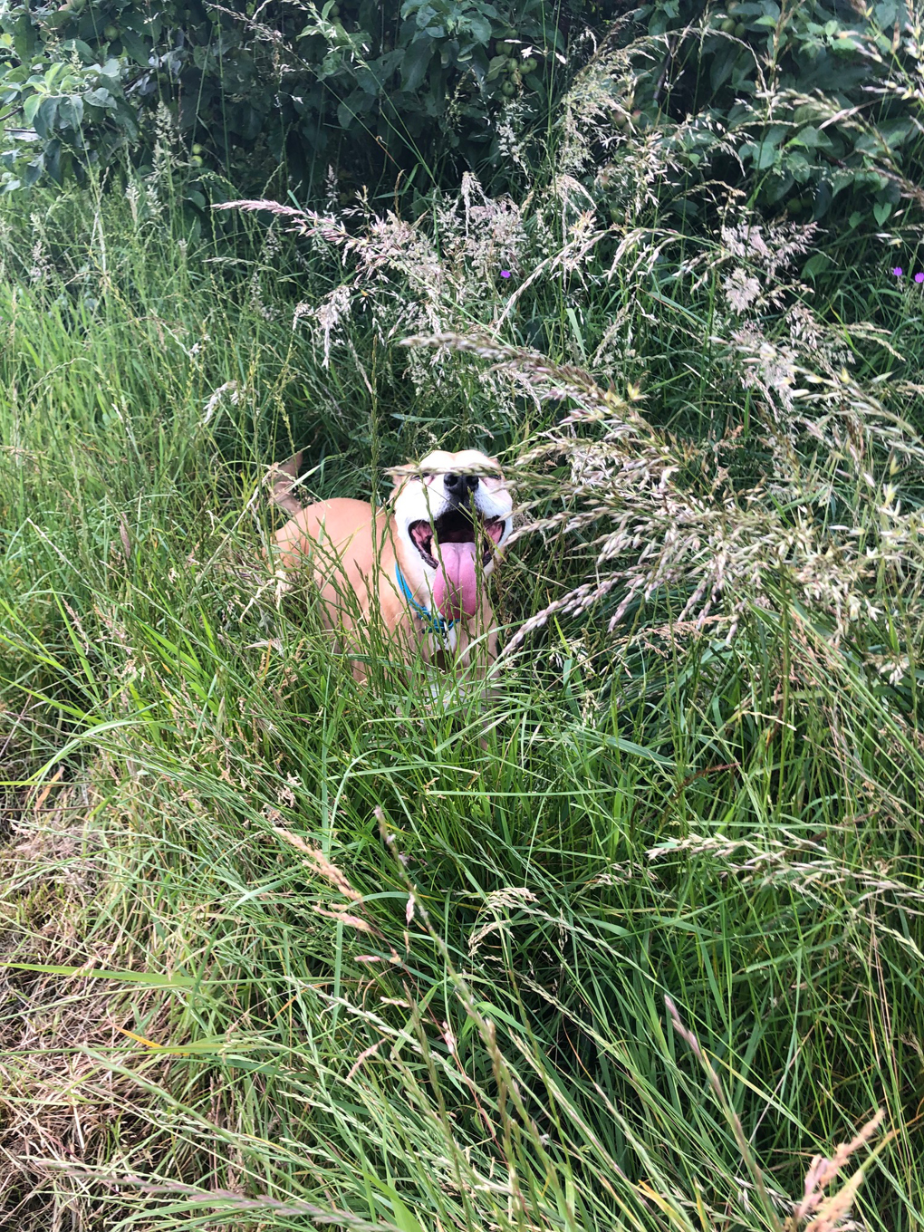 A hot but happy dog laying in some long grass