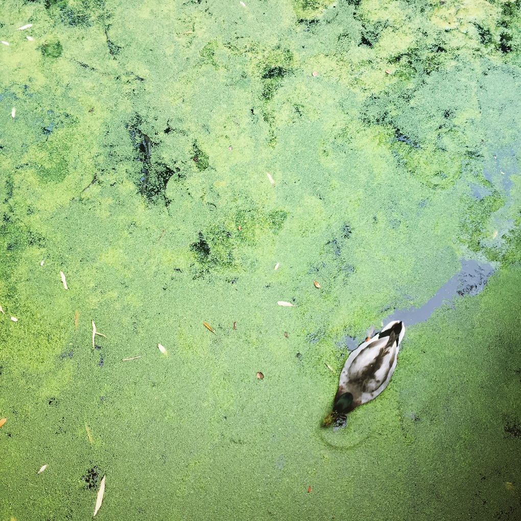 Top-down view of a duck cutting a trail through an algae-covered pond