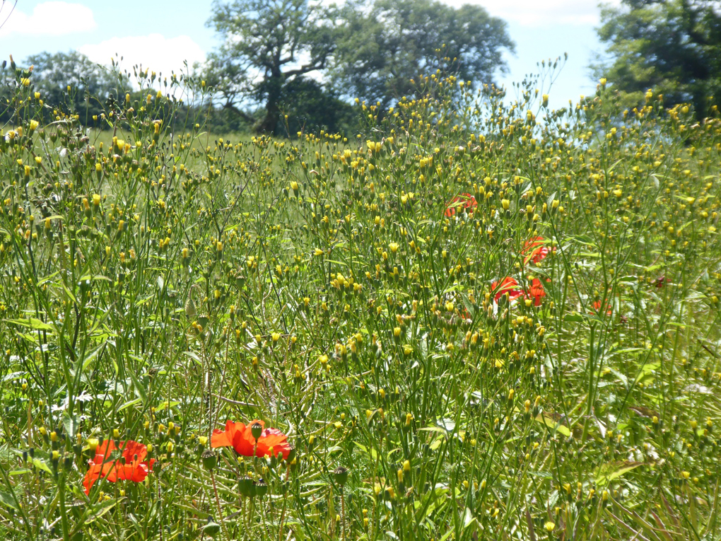 Wildflower meadow with poppies