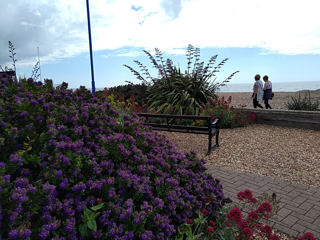 This picture shows the few from a beach cafe at the sea and some very colourful hardy plants that grow on the pebbly beach
