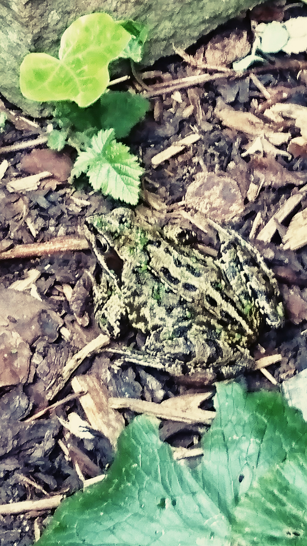 Picture of a sunbathing frog with attractive markings. He is brown with black stripes and spots and has a black streak running from his eyes. Our pond is only three years old but is a constant haven for frogs,snails, dragonflies and other insects. Well done Ian!