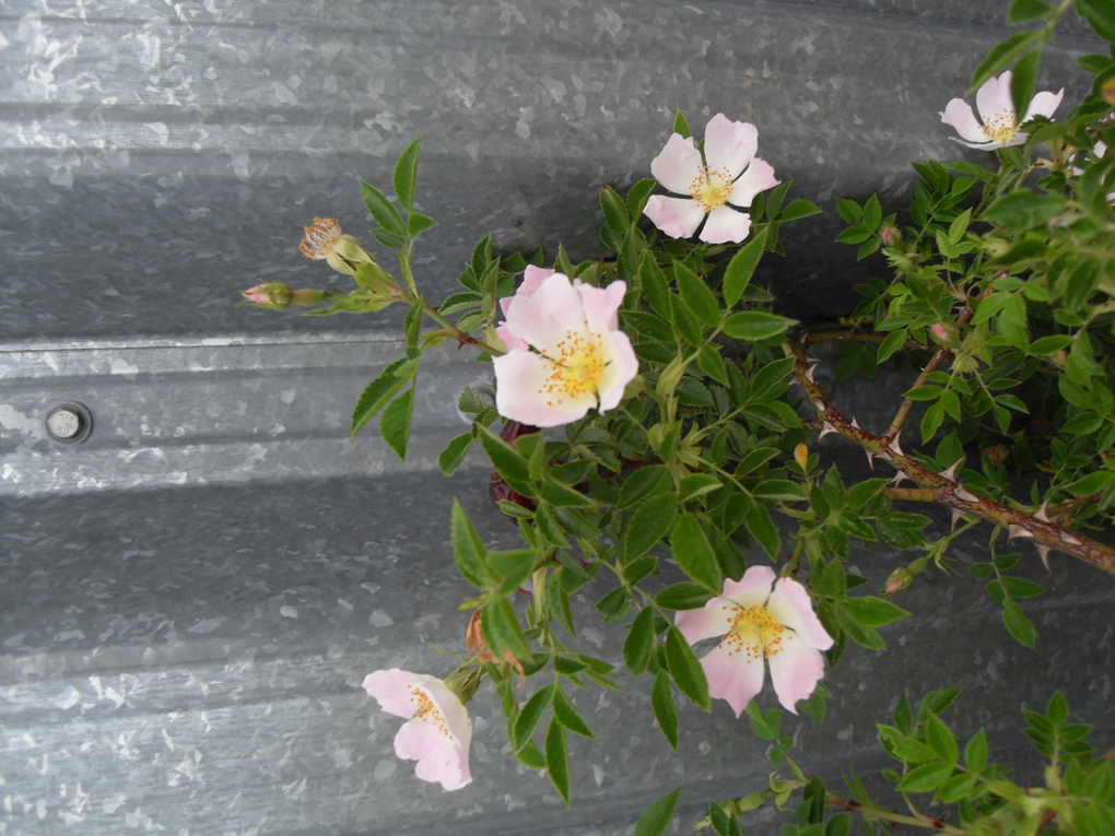 A wild dog rose spray against the steel wall of a modern industral building
