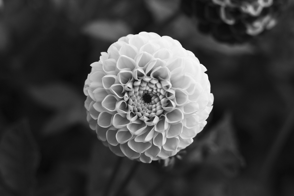 Front facing  black and white photograph of a white dahlia with a small depth of field.