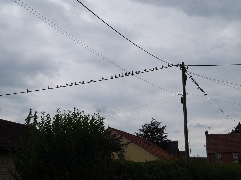 40 pigeons in a row on the overhead wire