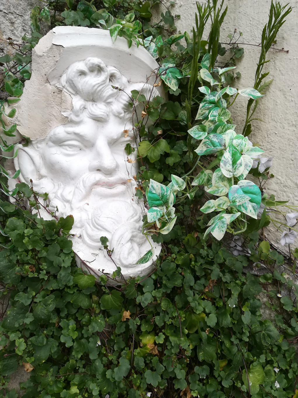 A classical statue head partially covered in vines.