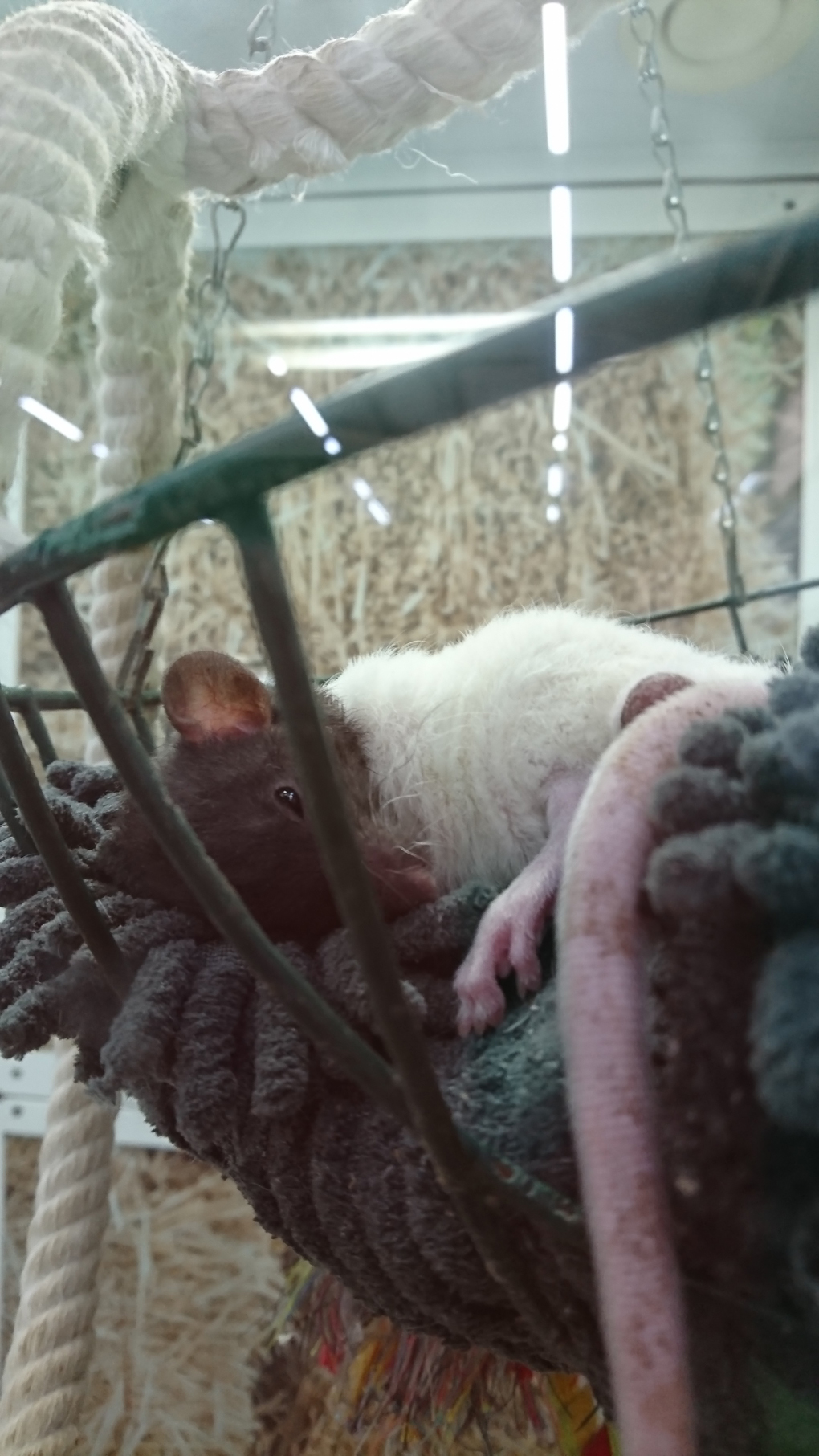 A rat looking absolutely washed out lying in a cosy hammock with his tail dangling down limply. I felt just like him this month with the high humidity we’ve had!!! ‘Wish I had a nice hammock to lounge in too!