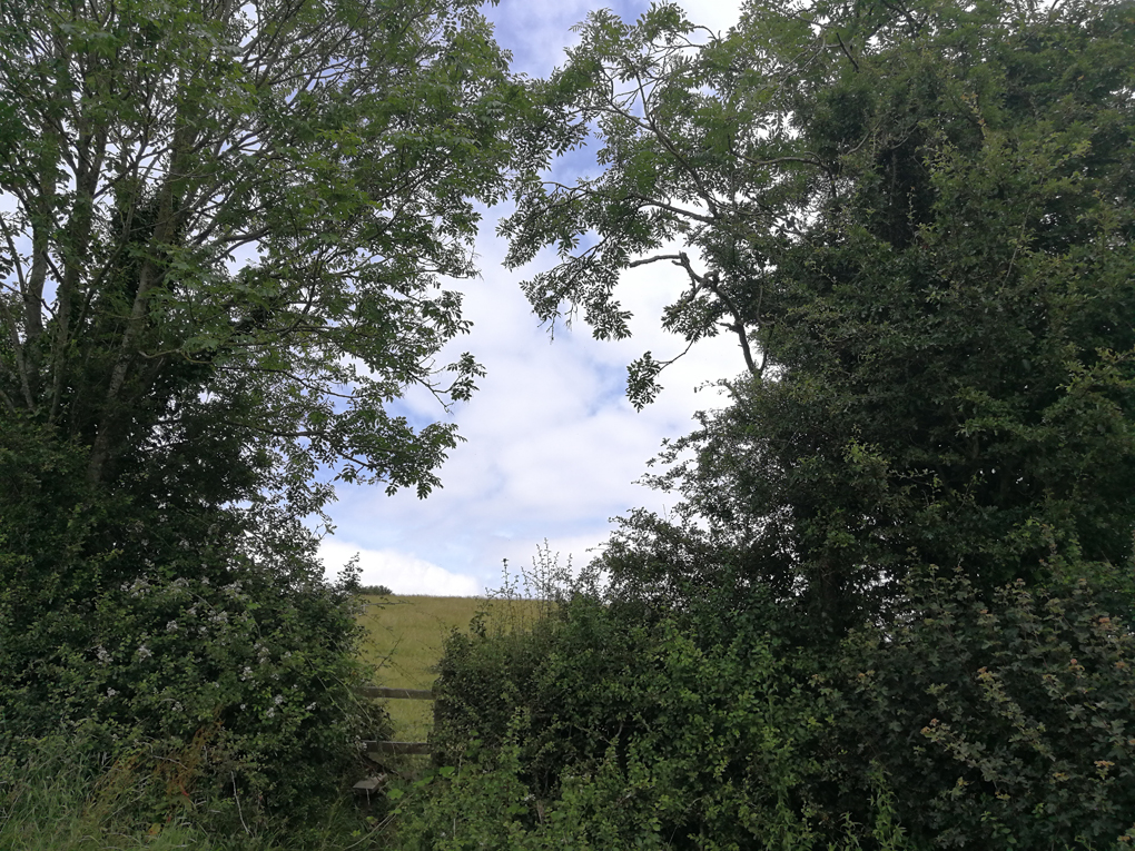 a style over a fence through a hedge