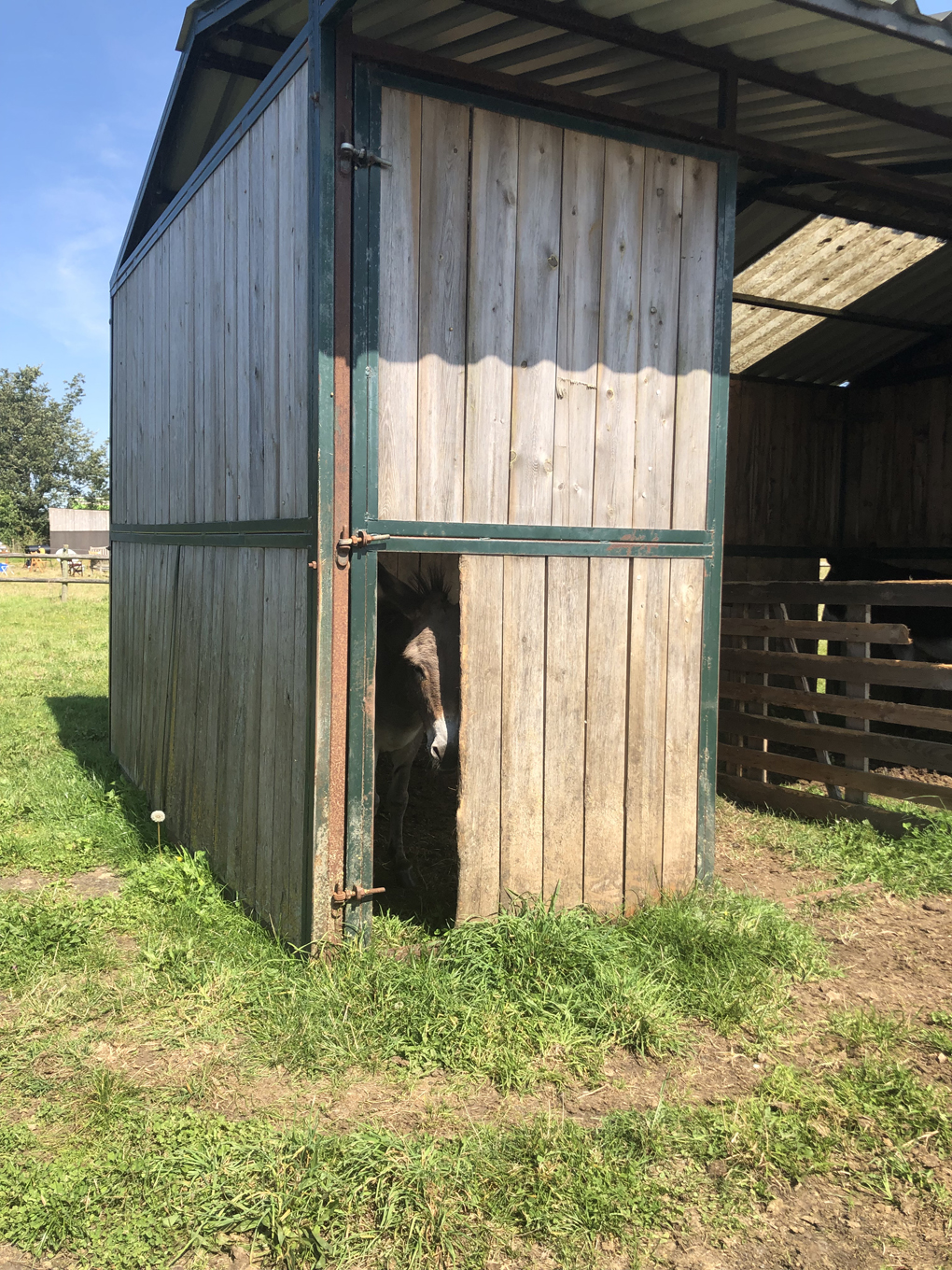 A donkey peering out from inside a shed