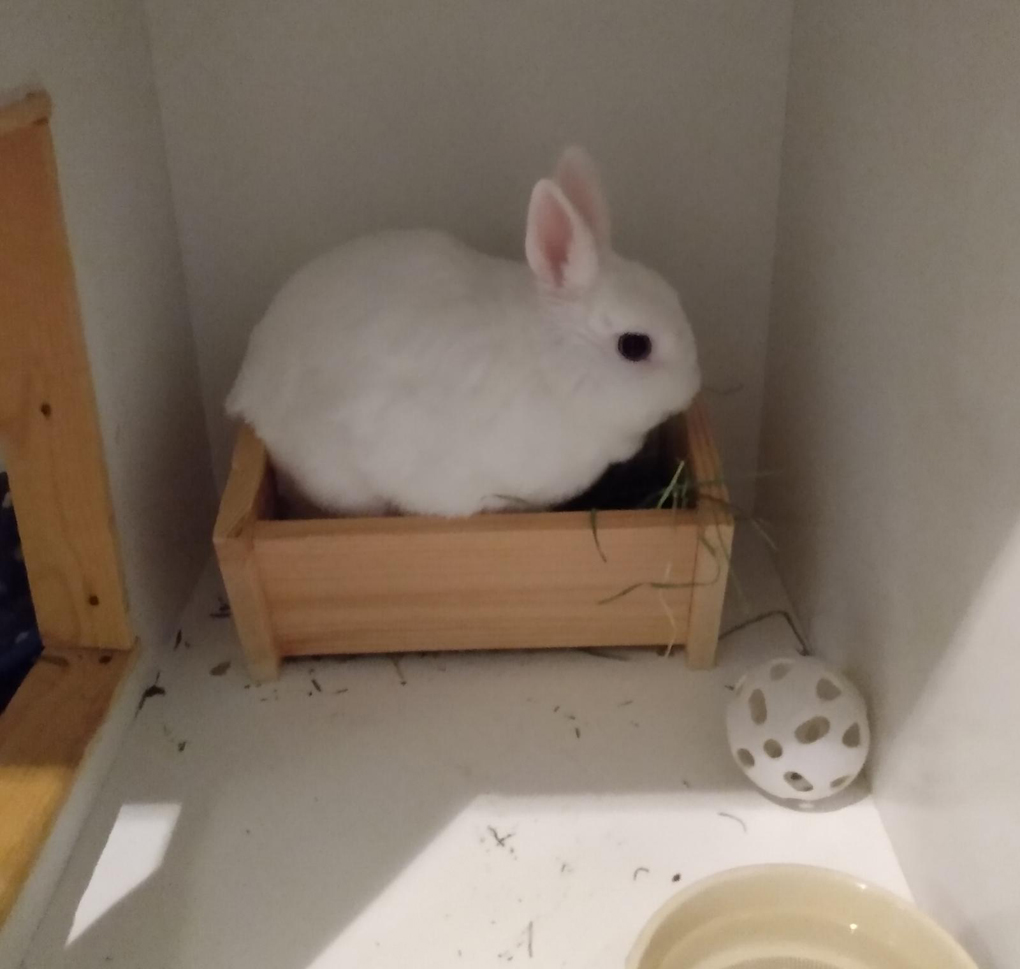 A white rabbit sat neatly in a wooden trough