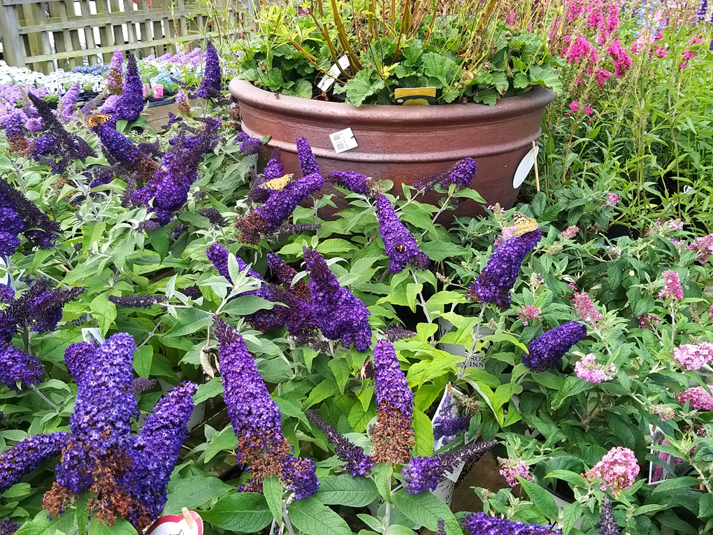 Purple and pink flowers with 3 butterflies.