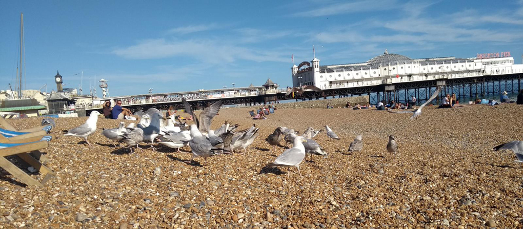 many many seagulls on a pebble beach
