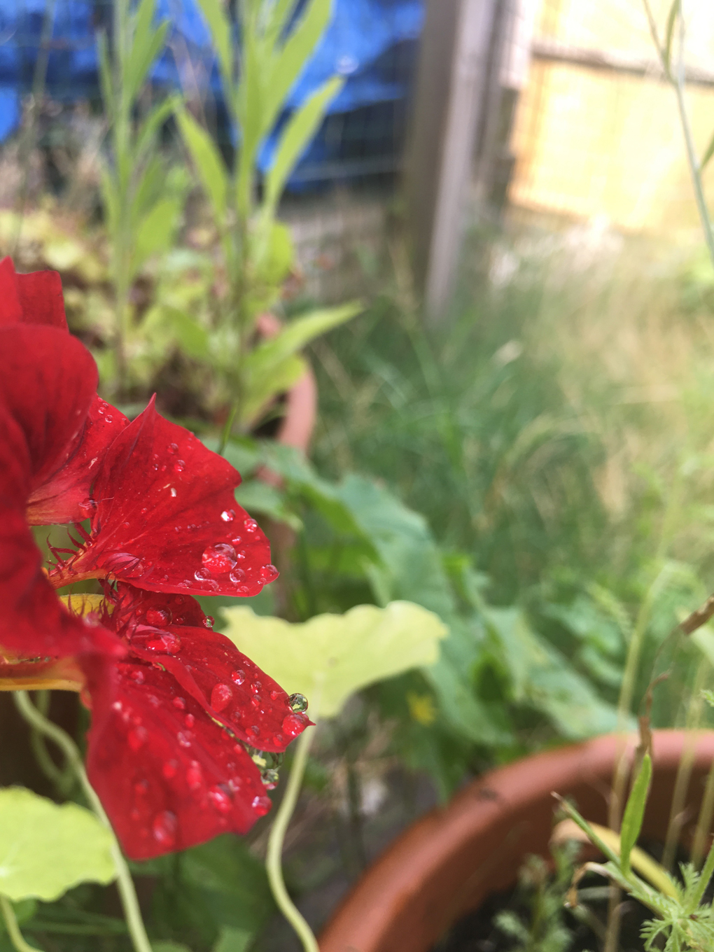 Droplets of water on bright red flower petals sparkling in the sun