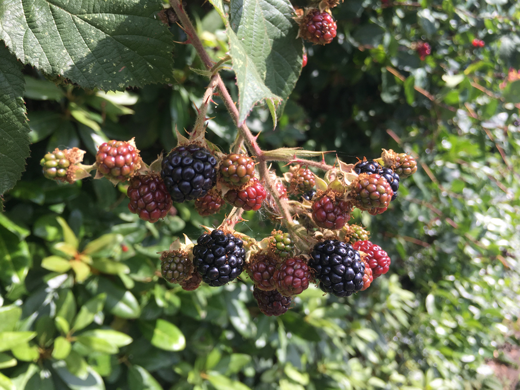 Ripening blackberries in our own garden
