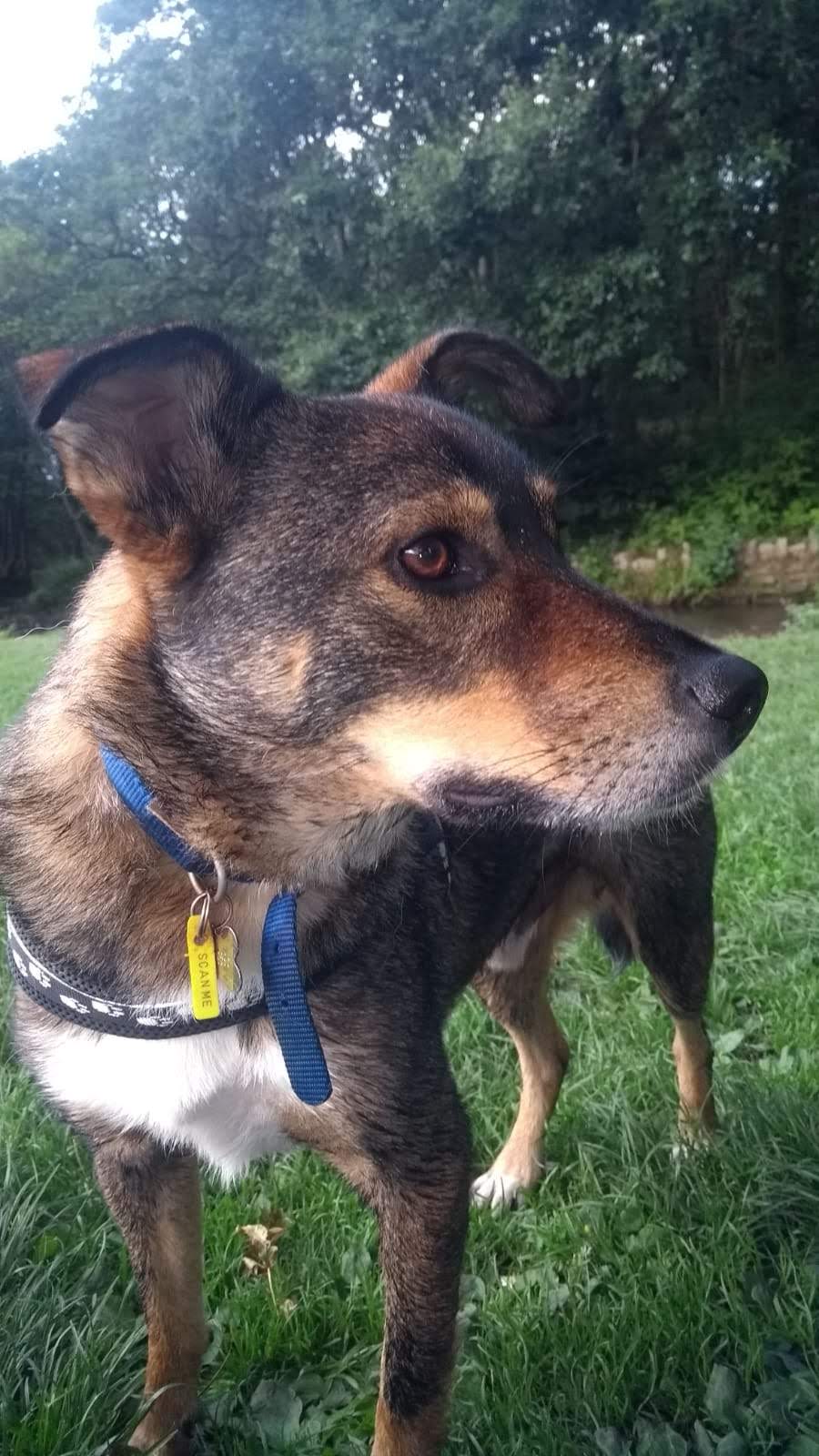 A very happy rescue dog in the park